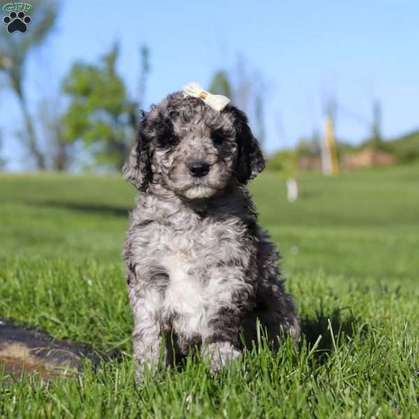 Roxy, Newfypoo Puppy